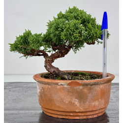 Juniperus chinensis kishu I-7503