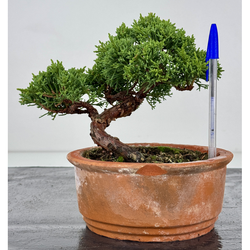 Juniperus chinensis kishu I-7503