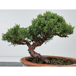 Juniperus chinensis kishu I-7503 view 2