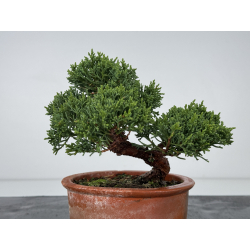 Juniperus chinensis kishu I-7503 view 3