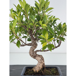 Ficus retusa I-7504 vista 2