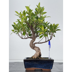 Ficus retusa I-7504