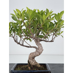 Ficus retusa I-7504 view 3