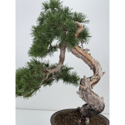 Pinus sylvestris I-7501 view 2