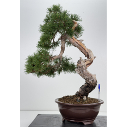 Pinus sylvestris - pino silvestre europeo - I-7501