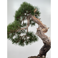 Pinus sylvestris I-7501 view 3