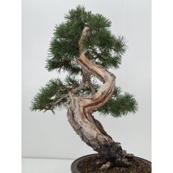 Pinus sylvestris I-7501 view 4