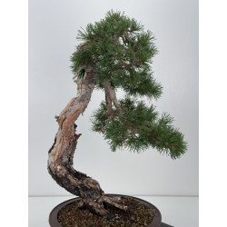 Pinus sylvestris I-7501 view 6