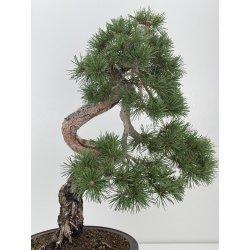 Pinus sylvestris I-7501 view 7