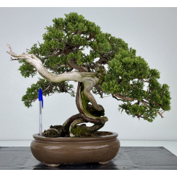 Juniperus sabina -sabina rastrera- A01327