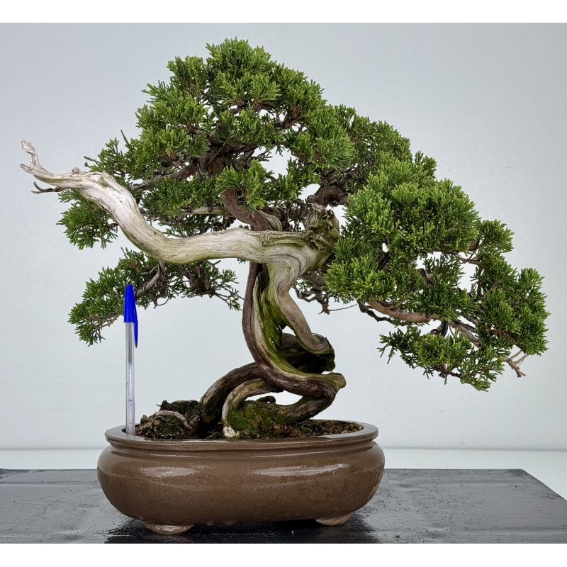 Juniperus sabina A01327