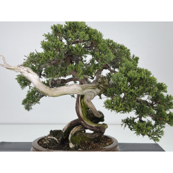 Juniperus sabina A01327 view 2