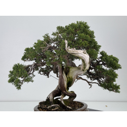 Juniperus sabina A01327 view 4