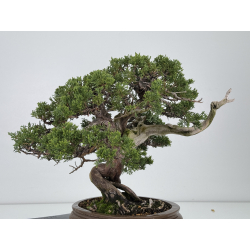 Juniperus sabina A01327 view 5