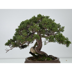 Juniperus sabina A01327 view 6