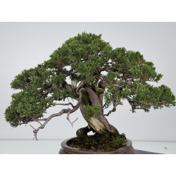 Juniperus sabina A01327 view 8