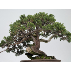 Juniperus sabina A01327 view 7