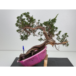 Juniperus sabina -sabina rastrera- A01306