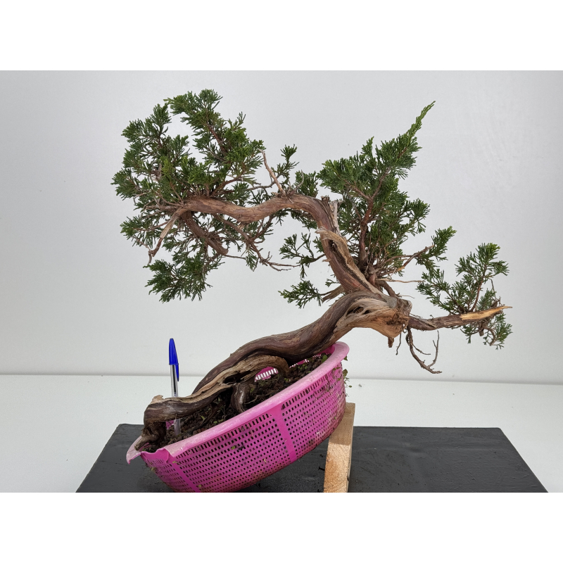 Juniperus sabina A01306