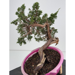 Juniperus sabina A01306 view 3