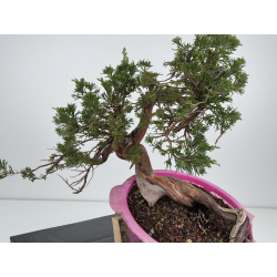 Juniperus sabina A01306 view 4