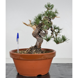 Pinus sylvestris -pino s- europeo- I-7519