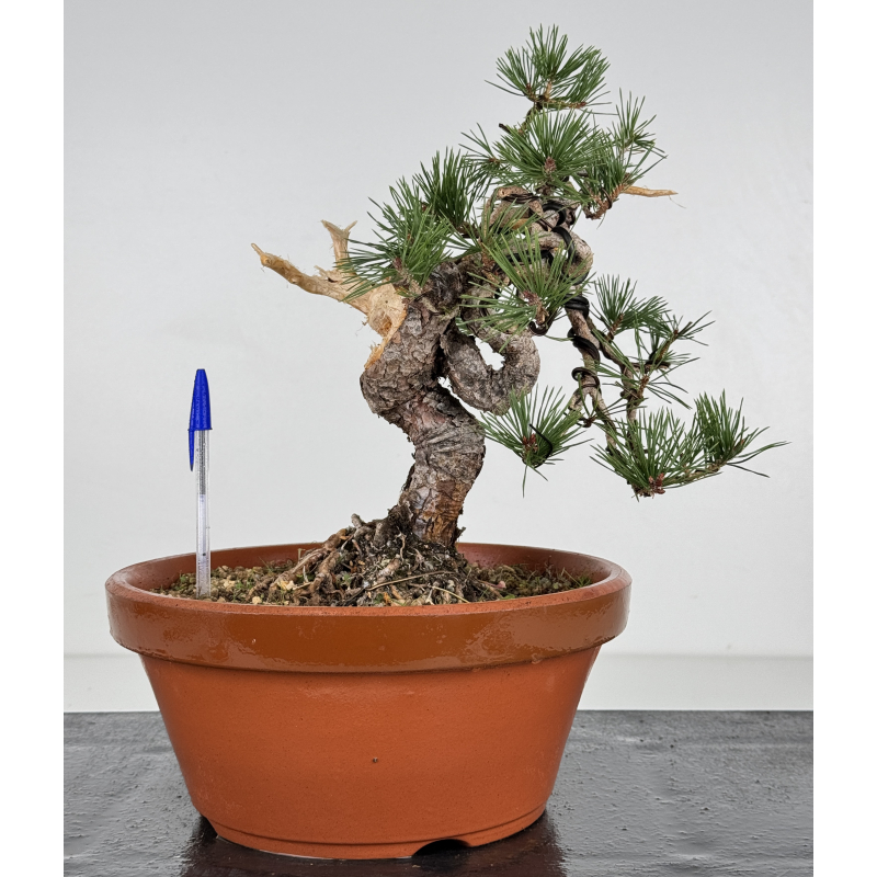 Pinus sylvestris I-7519