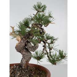 Pinus sylvestris I-7519 view 2