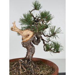 Pinus sylvestris I-7519 view 3