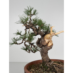 Pinus sylvestris I-7519 view 4