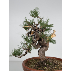 Pinus sylvestris I-7519 view 5