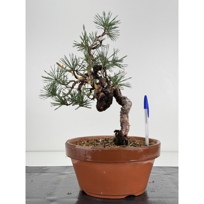 Pinus sylvestris I-7520