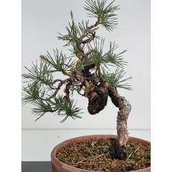 Pinus sylvestris I-7520 view 2