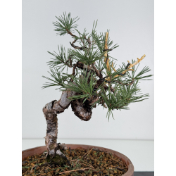 Pinus sylvestris I-7520 view 3