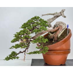 Juniperus sabina -sabina rastrera- A01328