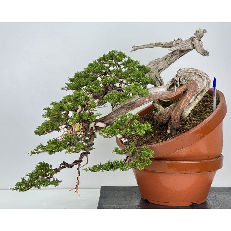 Juniperus sabina A01328