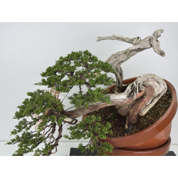 Juniperus sabina A01328 view 2