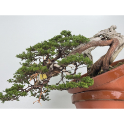 Juniperus sabina A01328 view 3