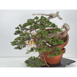 Juniperus sabina A01328 view 4