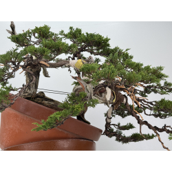 Juniperus sabina A01328 view 6