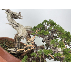 Juniperus sabina A01328 view 7