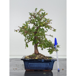 Zelkova nire I-7523