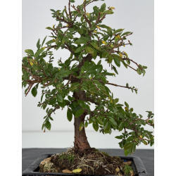 Zelkova nire I-7523 view 2