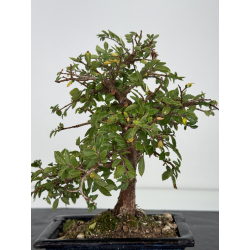 Zelkova nire I-7523 view 3