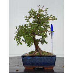 Zelkova nire I-7524