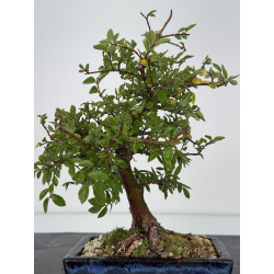 Zelkova nire I-7524 view 2