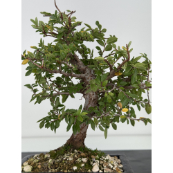 Zelkova nire I-7524 view 3