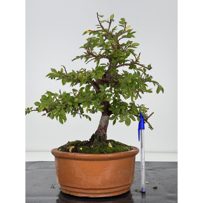 Zelkova nire I-7525