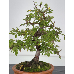 Zelkova nire I-7525 vista 2