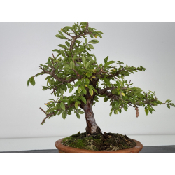 Zelkova nire I-7525 vista 3